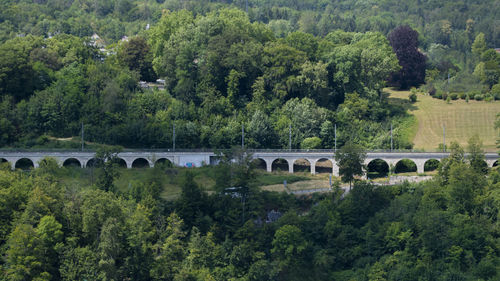 View of bridge and trees in forest