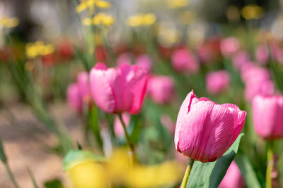 Close-up of pink tulips