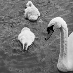 Swan floating on lake