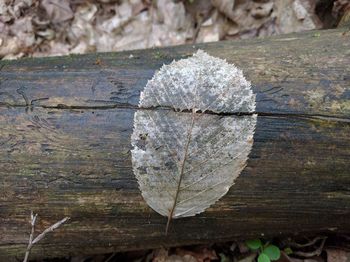 Close-up of heart shape tree stump