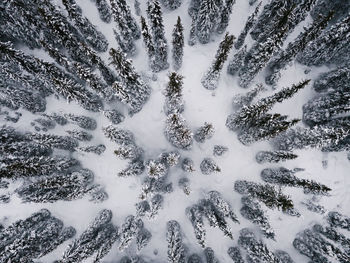 High angle view of snow covered trees in forest