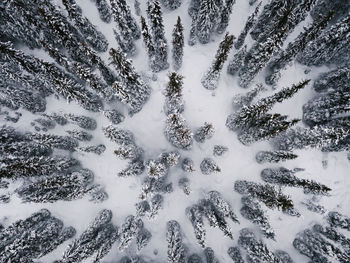 High angle view of snow covered trees in forest