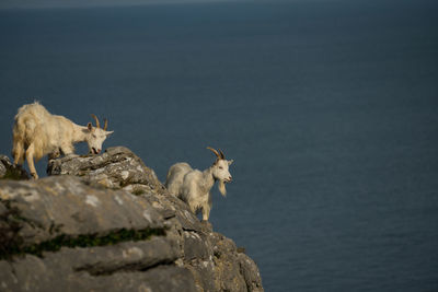 View of sheep on water