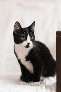 Beautiful black and white cat with yellow eyes is sitting on a white sofa