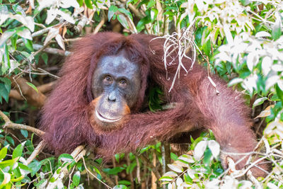 Portrait of a monkey