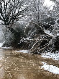 View of bare trees on snow covered landscape