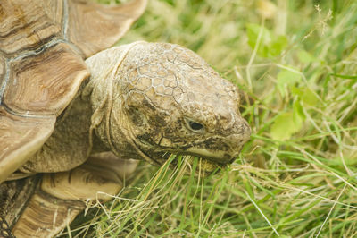 Close-up of a turtle on grass