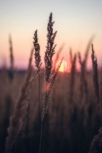 Close-up of plants growing on field against sky during sunset