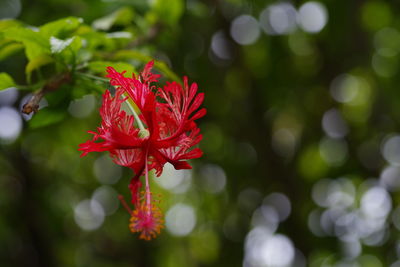 Close-up of red flower blooming outdoors