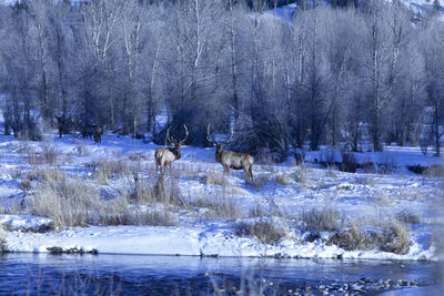 Horses in a lake