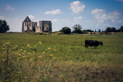 Sheep on field by house against sky