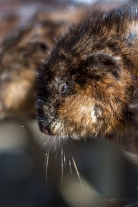 Close-up of an animal