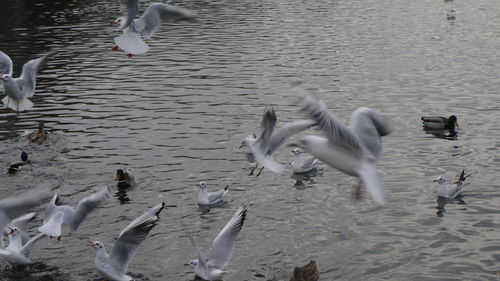 Seagull flying over water