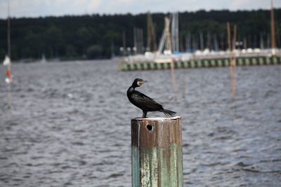 Seagull perching on wooden post