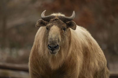 Close-up of horse