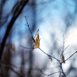 Close-up of leaves on branch