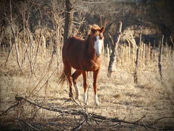 Horses grazing in forest