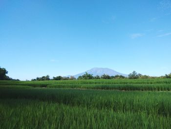 Scenic view of agricultural field against blue sky