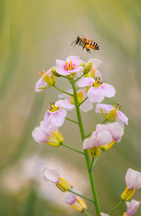 Close-up of insect pollinating on flower