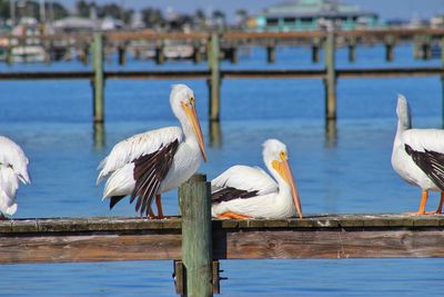 Pelicans on pier