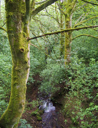 Trees growing in forest