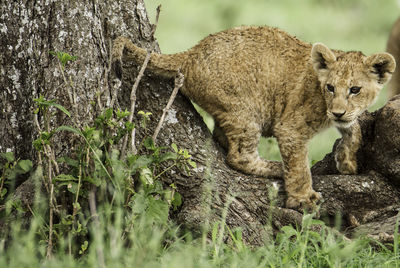 Side view of lion cub below tree