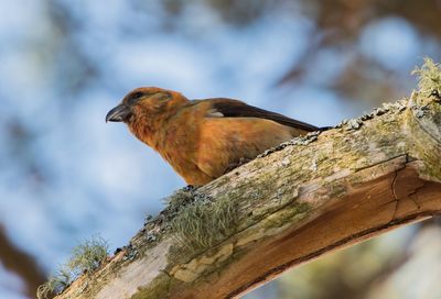 Close-up of bird perching on tree trunk