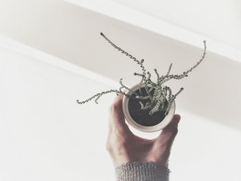 Close-up of hand holding plant against white background