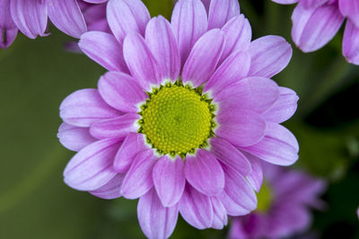 Close-up of pink flower