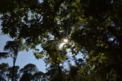 Low angle view of trees in forest