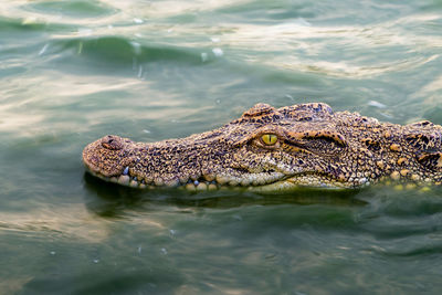 Wildlife crocodile floating on water and wait to hunt an animal in river. animal wildlife concept.