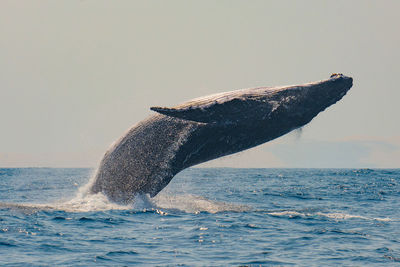 Whale in sea