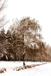 Trees on snow covered landscape against clear sky