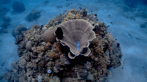 Blue starfish resting on a coral at pagkilatan
