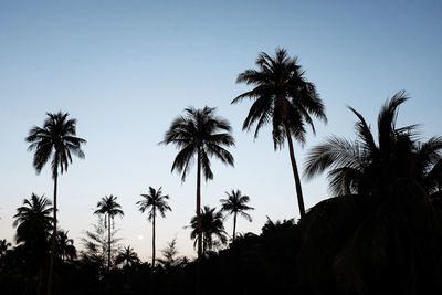 Low angle view of palm trees against clear sky