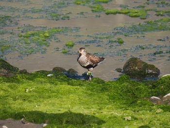 Seagulls perching on field