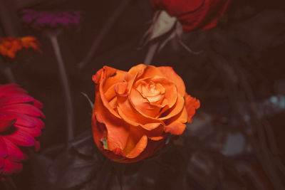 Close-up of rose