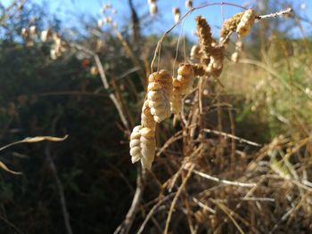 Close-up of plant growing on field