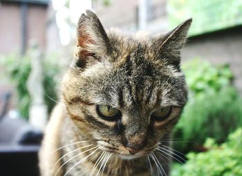 Close-up portrait of a cat