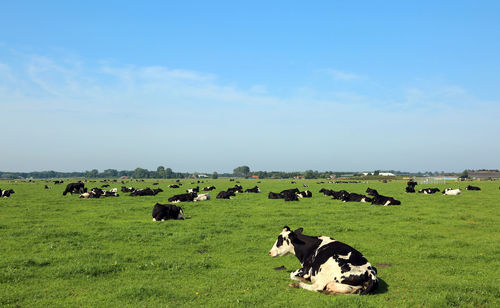 Cows on grassy field against sky