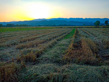 Scenic view of field against sky during sunset