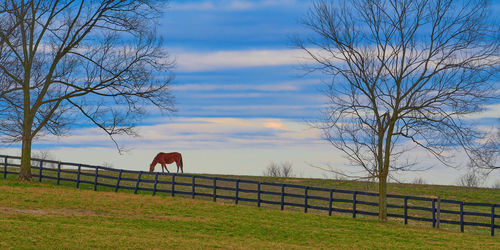 View of a horse on field