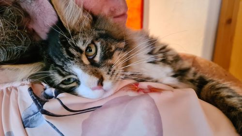 Close-up portrait of cat relaxing at home