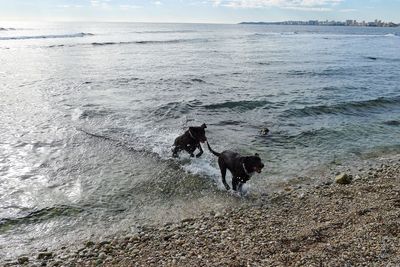 View of dog on beach