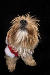 Close-up of a dog over black background