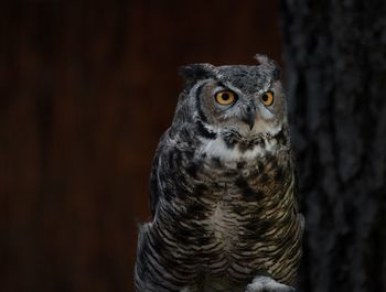 Close-up portrait of owl