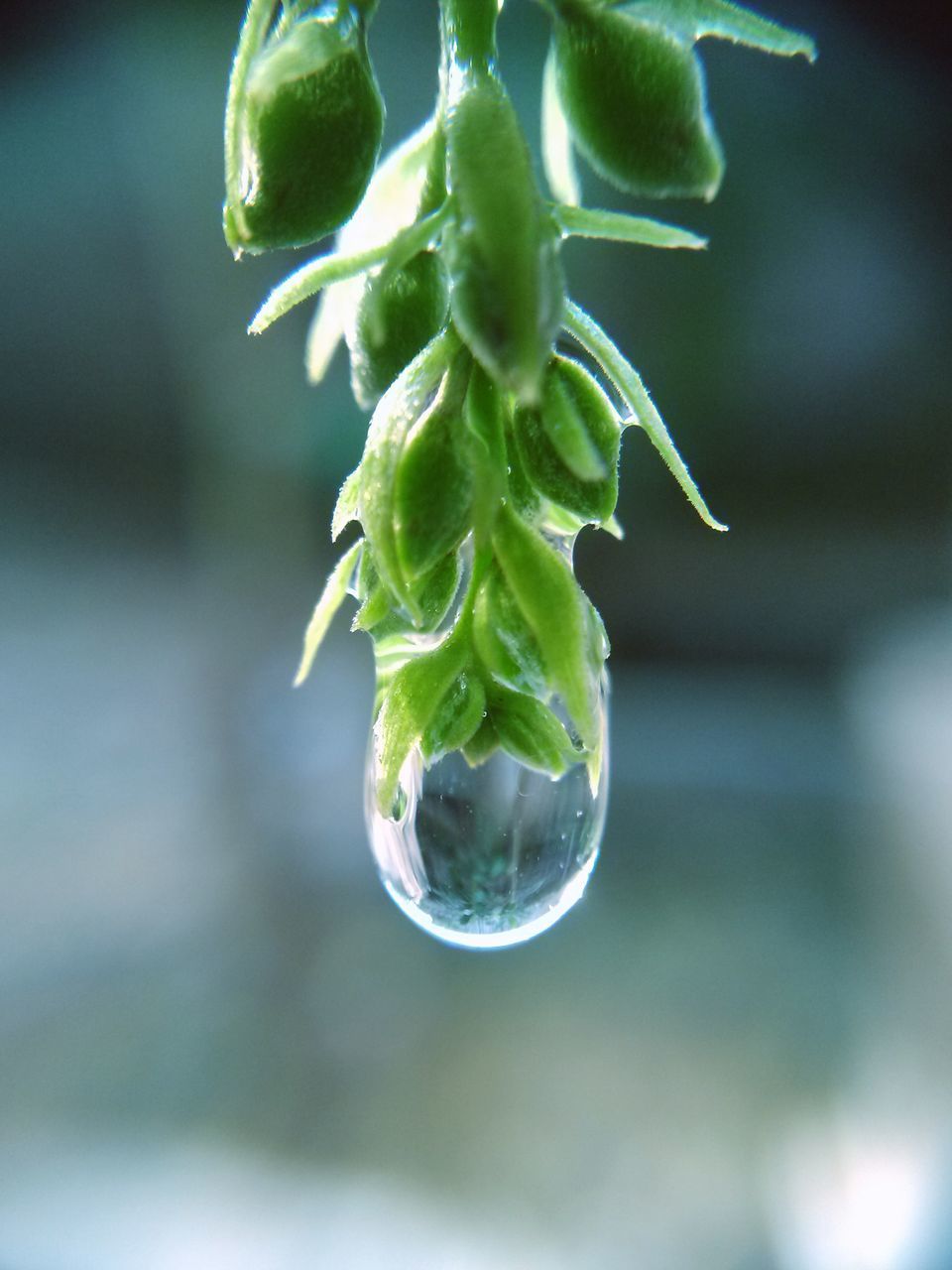 close-up, drop, focus on foreground, freshness, growth, fragility, water, plant, leaf, nature, wet, beauty in nature, selective focus, green color, dew, purity, bud, flower, no people, day