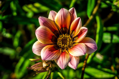 Close-up of pink flower