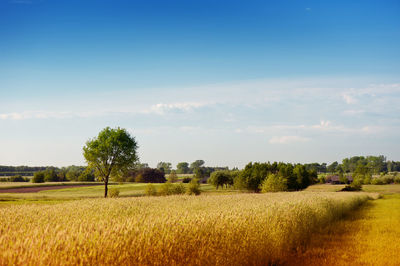 Scenic view of agricultural field against sky