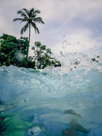 Palm trees by swimming pool against sky